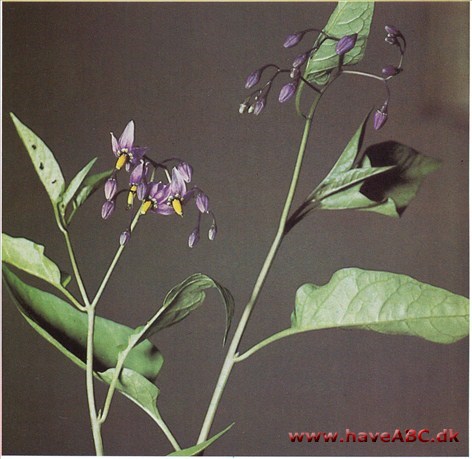 Natskygge, bittersød  - Solanum dulcamara †