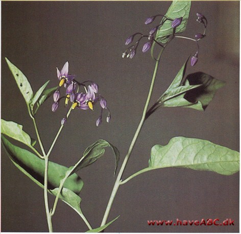 Natskygge, bittersød - Solanum dulcamara † Natskygge, bittersød - Solanum dulcamara †