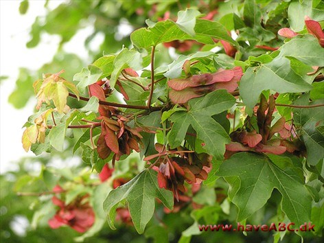 Naur se også: Naur - Acer campestre