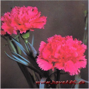 Nellike - Dianthus x suffruticosus syn. caryophyllus Nellike - Dianthus x suffruticosus syn. caryophyllus