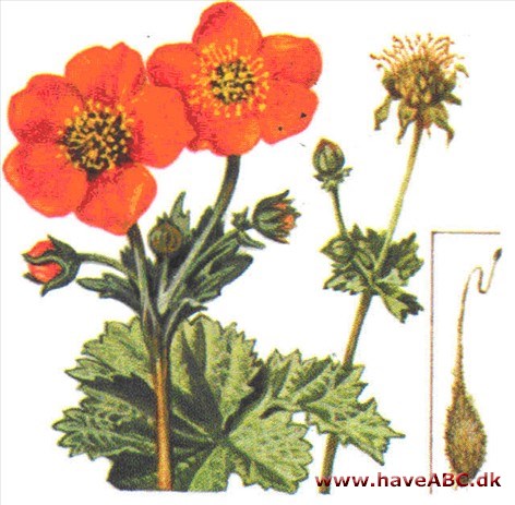 Nellikerod - Geum hybridum Nellikerod - Geum hybridum