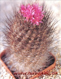 Neoportia