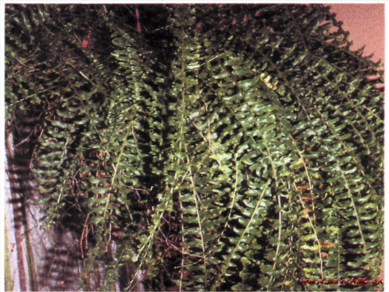 Nephrolepis exaltata Nephrolepis exaltata