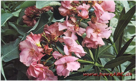 Nerie (oleander) - Nerium oleander †