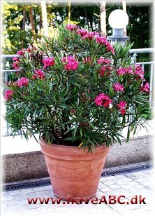 Nerie - Nerium oleander Nerie skal have meget lys og egner sig godt til en glasveranda eller en vinterhave. Nerie er giftig. Blot et sut på et blad, kan irritere slimhinderne og give hovedpine, opkastninger og mavesmerter ...
