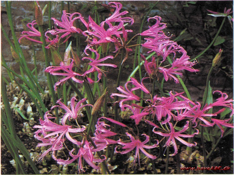 Nerine bowdenii