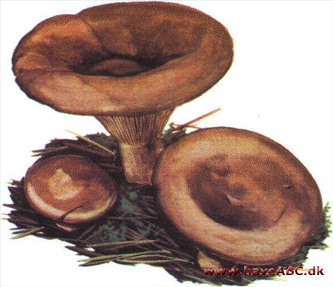 Netbladhat - Paxillus Netbladhat - Paxillus