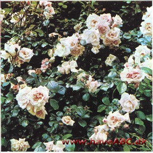New Dawn De sart pink blomster er fyldte (35-40 kronblade), noget duftende, udvikles i juli og fremefter og sidder enkeltvis eller i stande. Se mere her ...