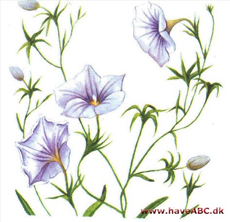 Nierembergia - Nierembergia Nierembergia - Nierembergia