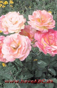 Night light De mørkegule, fyldte (mere end 25 kronblade), 8-10 cm store blomster dufter moderat og udvikles i ...Se mere her ...