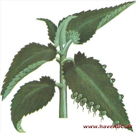 Nilgud - Kalanchoë daigremontiana Nilgud - Kalanchoë daigremontiana