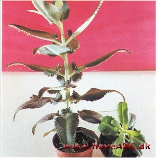 Nilgud, Yngleblad - Kalanchoë daigremontiana (syn. Bryophyllum)