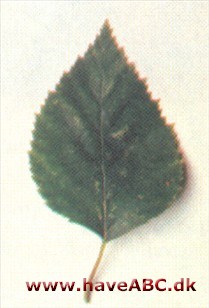 Nordamerikansk birk - Betula coerulea-grandis