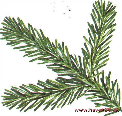 Nordmanns-gran - Abies nordmanniana Nordmanns-gran - Abies nordmanniana