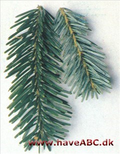 Nordmannsgran - Abies nordmanniana Nordmannsgran - Abies nordmanniana