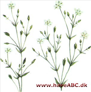 Norel - Minuartia Norel - Minuartia
