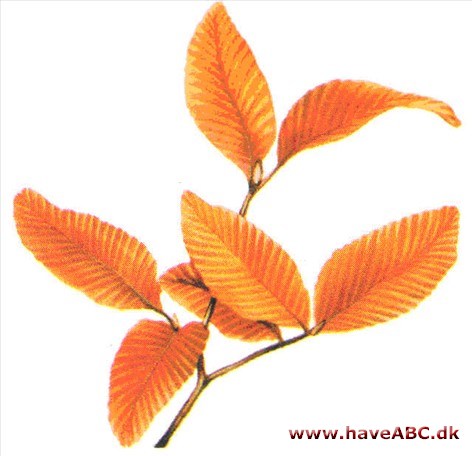 Nothofagus - Nothofagus antarctica Nothofagus - Nothofagus antarctica