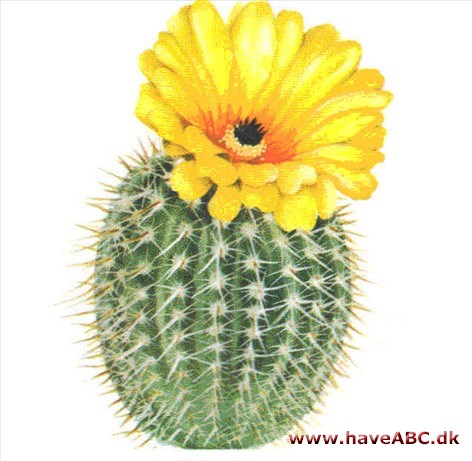 Notocactus - Notocactus