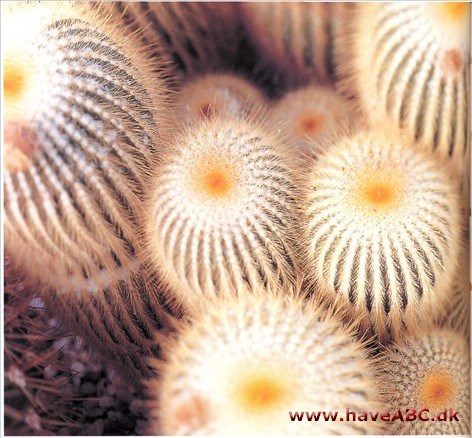 Notocactus Notocactus