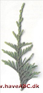 Nutkacypres - Chamaecyparis nootkatensis Nutkacypres - Chamaecyparis nootkatensis