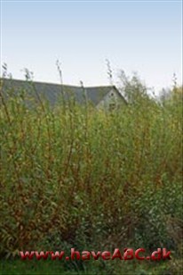 Ny Krogård Planteskole Vi sælger buske og hækplanter fra egen produktion.
Planteskolen er baseret på produkter af stiklinger, formerede hækplanter og buske som vi sælger både til en gros og private.