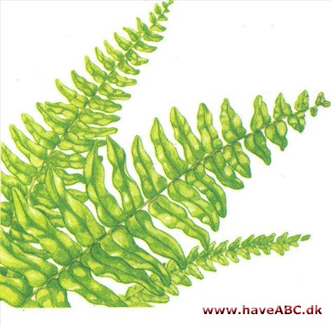 Nyrebregne - Nephrolepis Nyrebregne - Nephrolepis