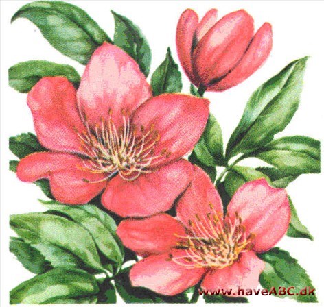 Nyserod - Helleborus Nyserod - Helleborus