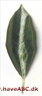 Nyssa, Tupelo - Nyssa sylvatica Nyssa, Tupelo - Nyssa sylvatica