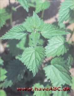 Nælde, stor - Urica dioica - brændenælde Ses tidlig sommer - tidligt efterår. Den velkendte brændenælde er en høj flerårig plante besat med brændende hår. Dens mindre enårige slægtning (Urtica urens) er knap så almindelig, som regel ...