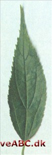 Nældetræ - Celtis australis