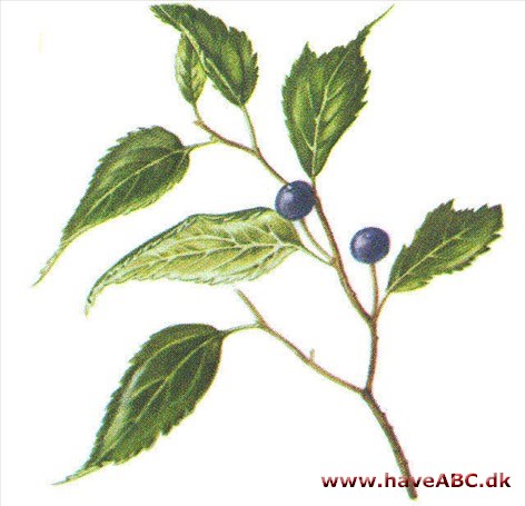 Nældetræ - Celtis occidentalis Nældetræ - Celtis occidentalis