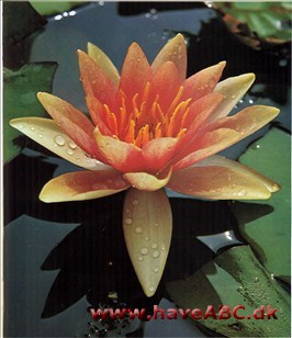 Nøkkerose - Nymphaea alba † Nøkkerose - Nymphaea alba †