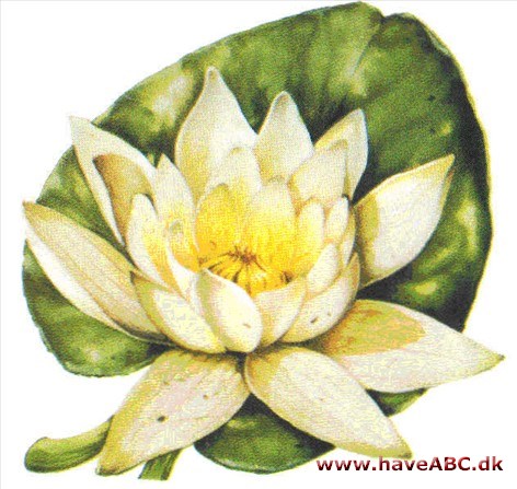 Nøkkerose - Nymphaea Nøkkerose - Nymphaea