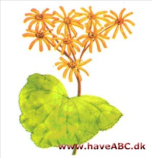Nøkketunge - Ligularia