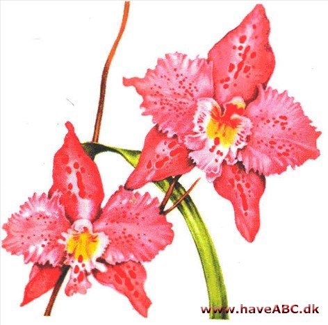 Odontoglossum - Odontoglossum