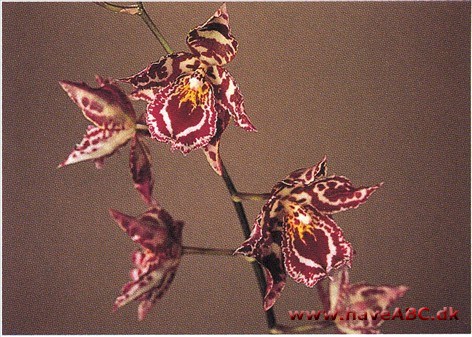 Odontoglossum Margarete Holm 'Lark Spar' Odontoglossum Margarete Holm 'Lark Spar'