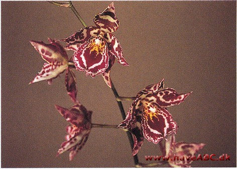 Odontoglossum Margarete Holm 'Lark Spar'