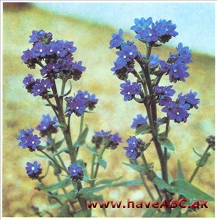 Oksetunge - Anchusa capensis Oksetunge - Anchusa capensis