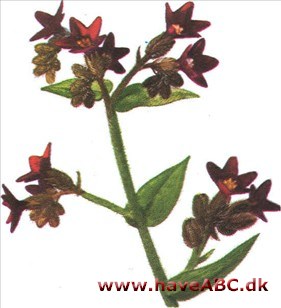 Oksetunge - Anchusa Oksetunge - Anchusa