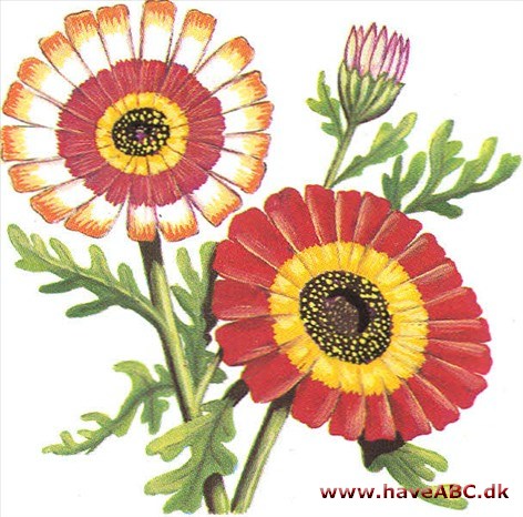Okseøje, enårig - Chrysanthemum Okseøje, enårig - Chrysanthemum