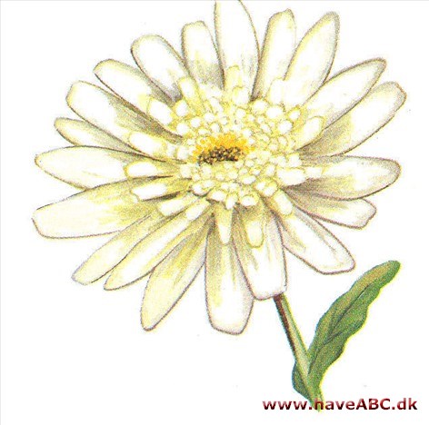 Oktobermargerit - Chrysanthemum serotinum