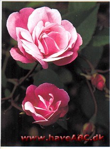 I Linnés herbarium allerede 1752, under dyrkning fra 1793. Blomstrer længst af alle roser. I hvert fald har den det rygte på sig ...