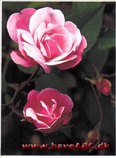 Old Blush - Parson's Pink China I Linnés herbarium allerede 1752, under dyrkning fra 1793. Blomstrer længst af alle roser. I hvert fald har den det rygte på sig ...