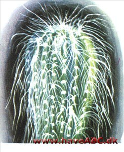 Olding - Cephalocereus seoilis