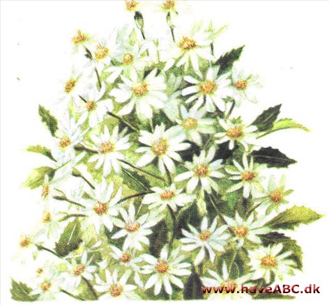 Olearia - Olearia haastii Olearia - Olearia haastii