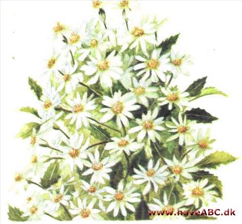 Olearia - Olearia haastii