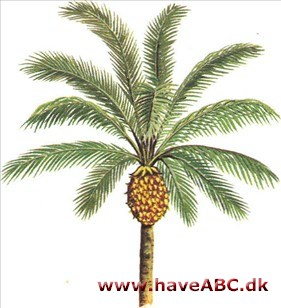 Oliepalme - Elaeis guineensis Oliepalme - Elaeis guineensis
