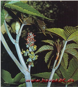 Olieplante (kristpalme) - Ricinus communis †