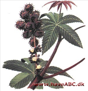 Olieplante - Ricinus communis Olieplante - Ricinus communis