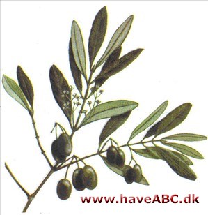 Oliventræ - Olea europaea